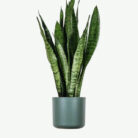 plants-ecommerce-product-featured-img-1