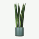 plants-ecommerce-product-featured-img-10