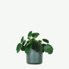 plants-ecommerce-product-featured-img-11