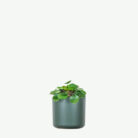 plants-ecommerce-product-featured-img-12