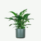 plants-ecommerce-product-featured-img-15