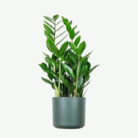 plants-ecommerce-product-featured-img-16