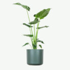 plants-ecommerce-product-featured-img-17