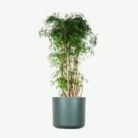 plants-ecommerce-product-featured-img-19