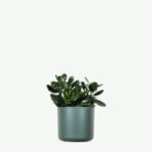 plants-ecommerce-product-featured-img-2