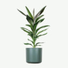 plants-ecommerce-product-featured-img-20