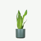 plants-ecommerce-product-featured-img-3