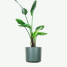 plants-ecommerce-product-featured-img-4