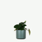 plants-ecommerce-product-featured-img-5