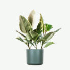 plants-ecommerce-product-featured-img-7