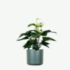 plants-ecommerce-product-featured-img-9