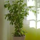 plants-shop-product-gallery-img-10