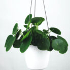 plants-shop-product-gallery-img-16